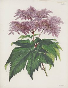 ヤシの葉のあるSpiraea、Spiraea Palmata 作： English School
